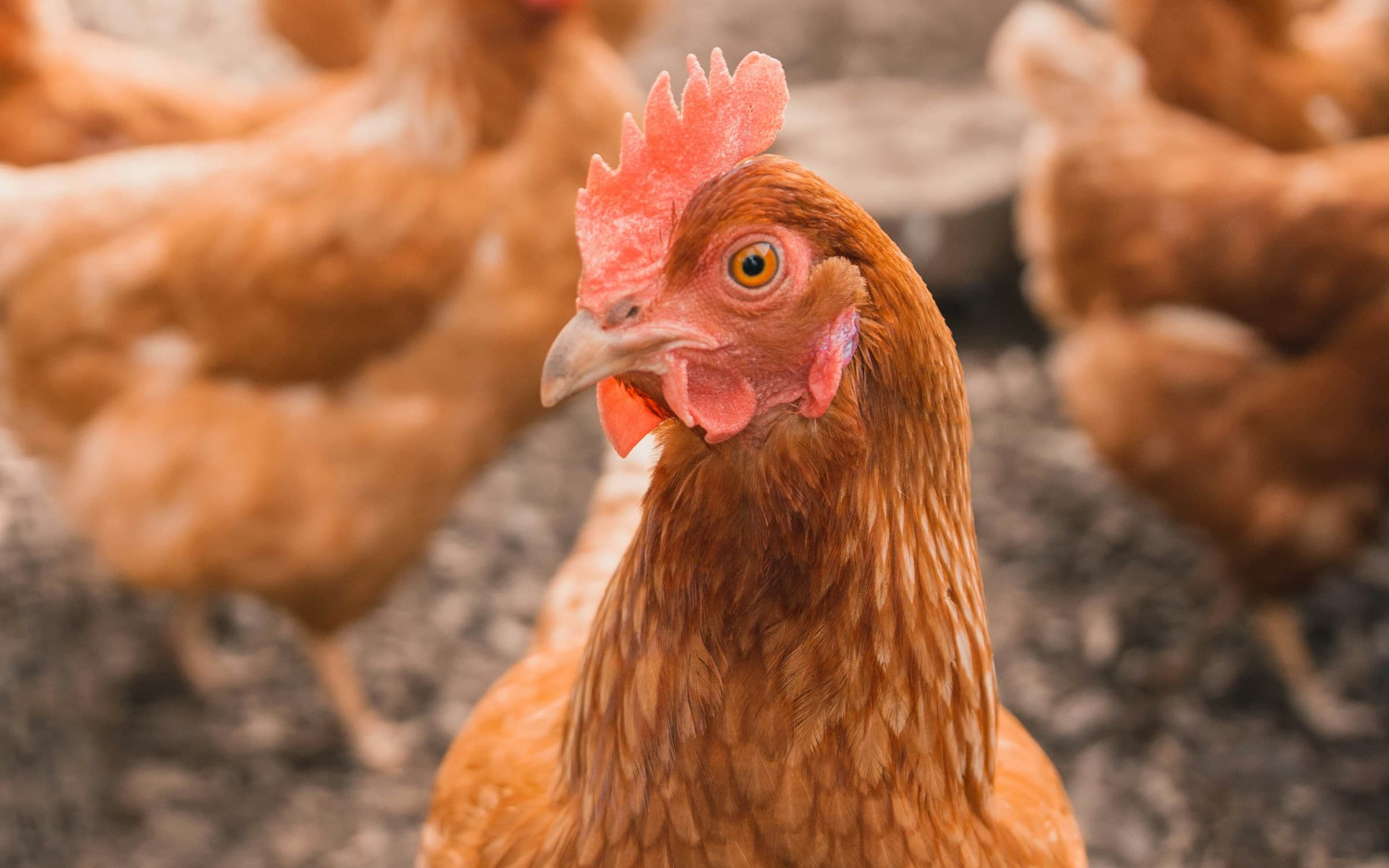 A brown hen looks toward the camera, with the rest of the flock in a farmyard behind her.